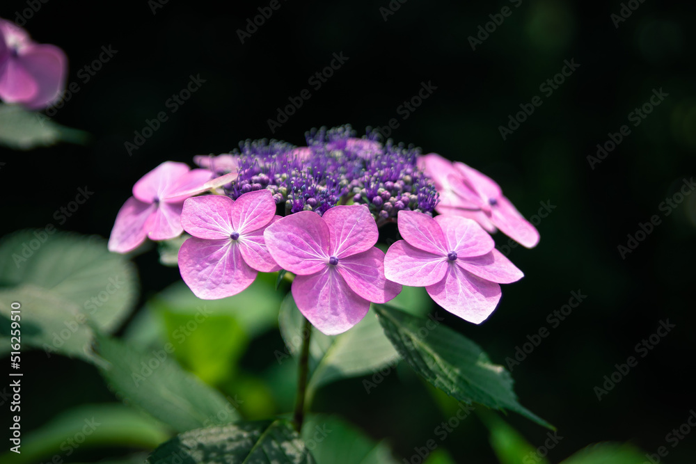 Fototapeta premium Blue hydrangea flowers. In the Japanese garden.