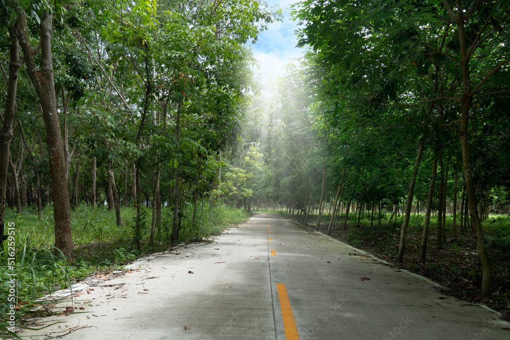 Obraz premium Country road in Thailand. Beside with trees rubber. Yellow line in the center of concrete road. with light down from the sky. 