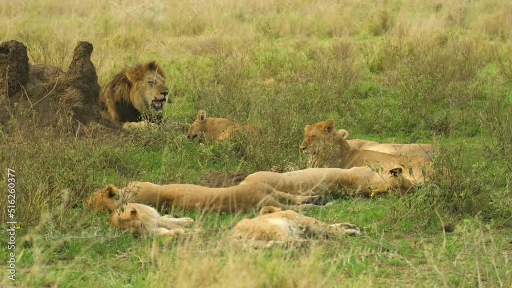 A lion with several lionesses rest after a nice hearty lunch in the shade during a heat wave in the wild African savannah in the Serengeti National Reserve, Tanzania A lion with several lionesses rest after a nice hearty lunch in the shade during a heat wave in the wild African savannah in the Serengeti National Reserve, Tanzania