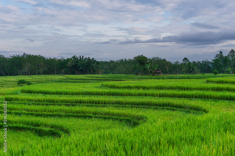 Indonesian morning view in green rice fields