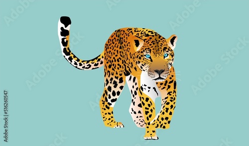 Fototapeta Naklejka Na Ścianę i Meble -  Leopard  walking forward, vector, Hunting style big cat print on blue background. 