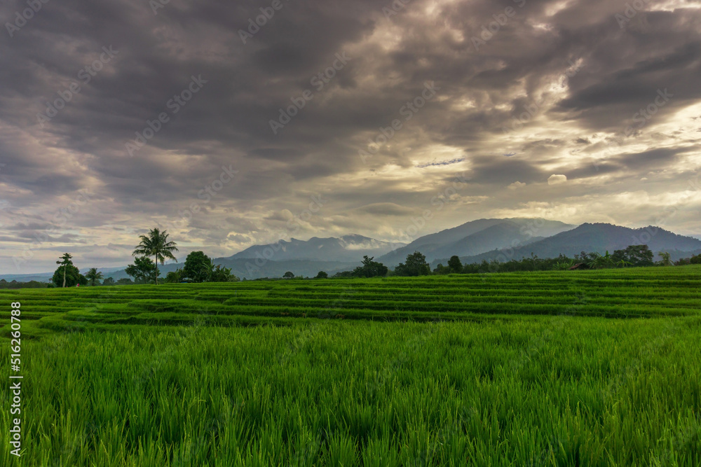 Indonesian morning view in green rice fields