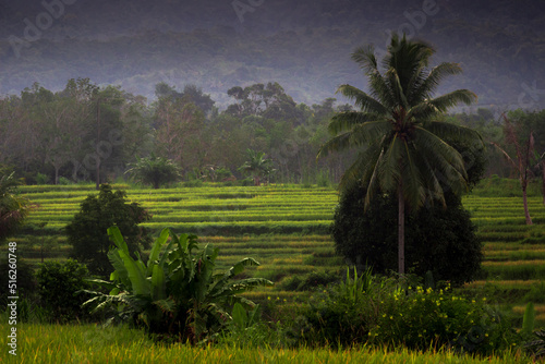 Indonesian morning view in green rice fields