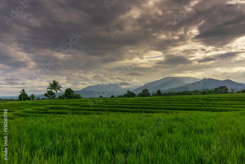 Indonesian morning view in green rice fields © RahmadHimawan