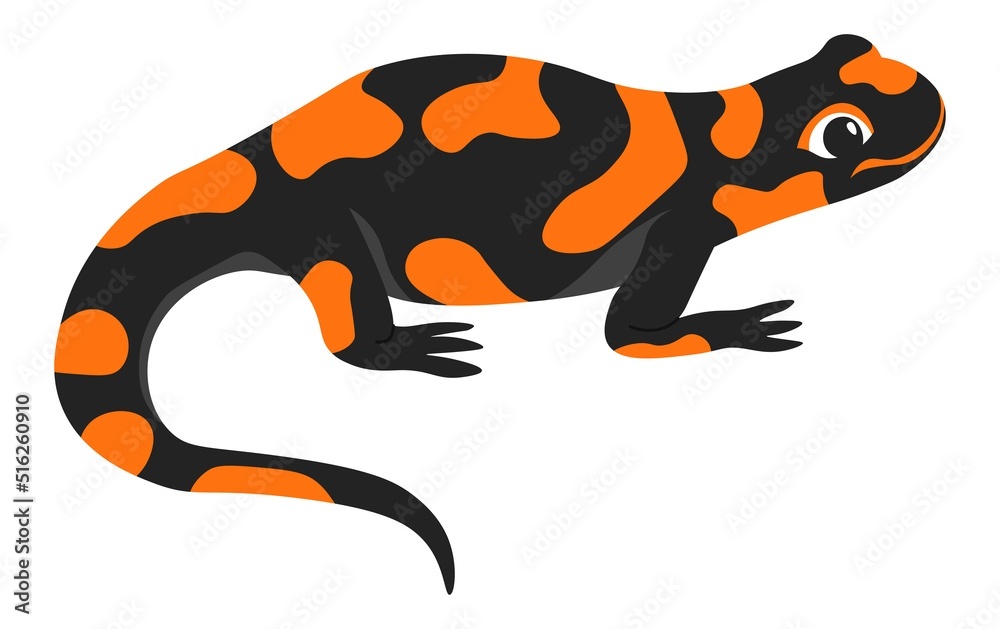 Salamander amphibian animal, crawling creature