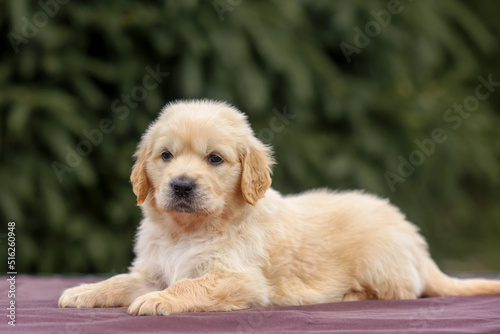 puppy dog golden retriever labrador in a wooden box in the park on the grass in the summer at sunset