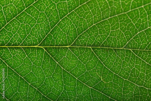 background green leaf texture macro photo