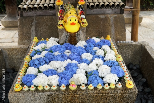 金戎光明寺の花手水 photo