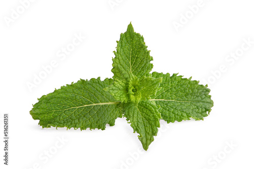 sprig of fresh green mint on a white isolated background