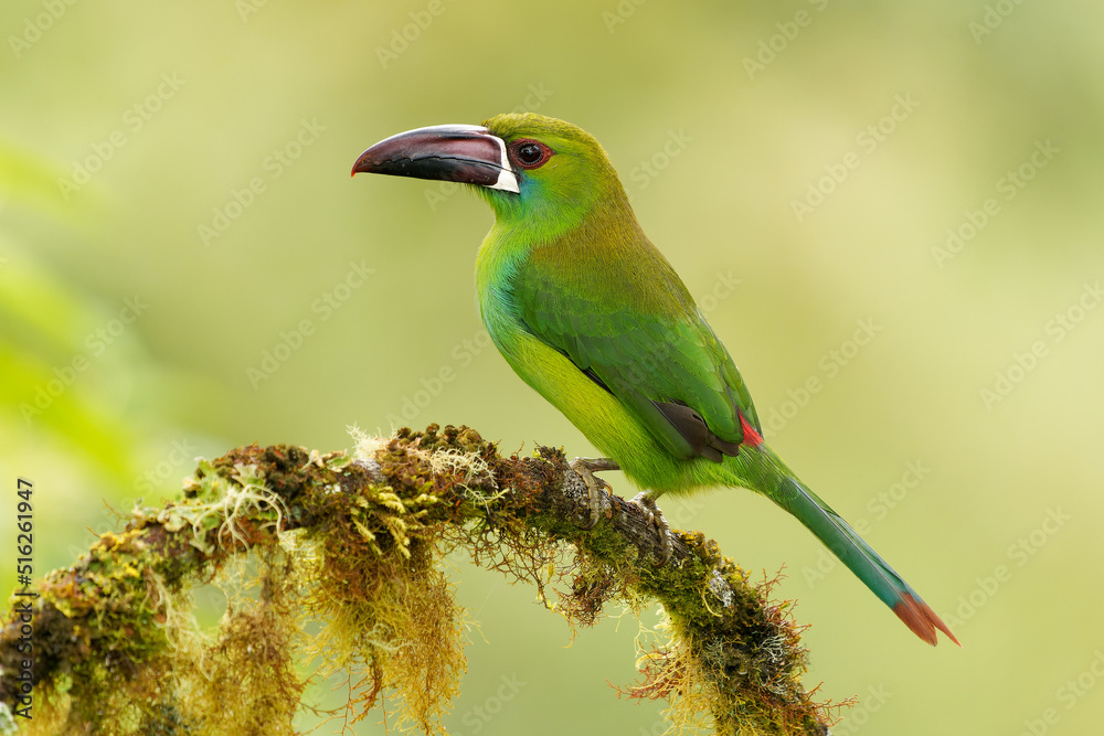 Fototapeta premium Crimson-rumped Toucanet - Aulacorhynchus haematopygus bird in Ramphastidae found in humid Andean forests in Ecuador, Colombia and Venezuela, green plumage, maroon-red rump