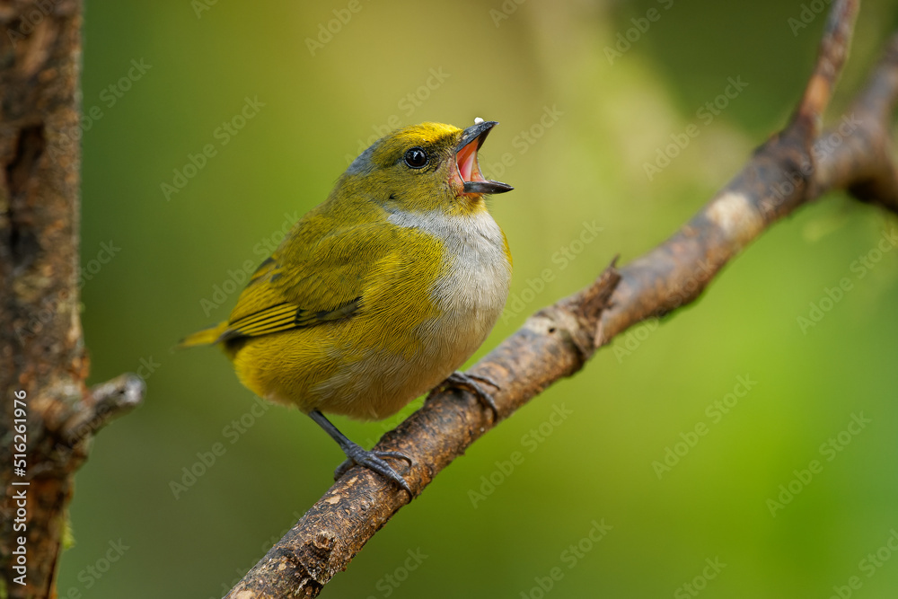 Obraz premium Orange-bellied Euphonia - Euphonia xanthogaster black and yellow bird in finch family Fringillidae, found in South America, subtropical or tropical moist lowland forest and moist montane forest