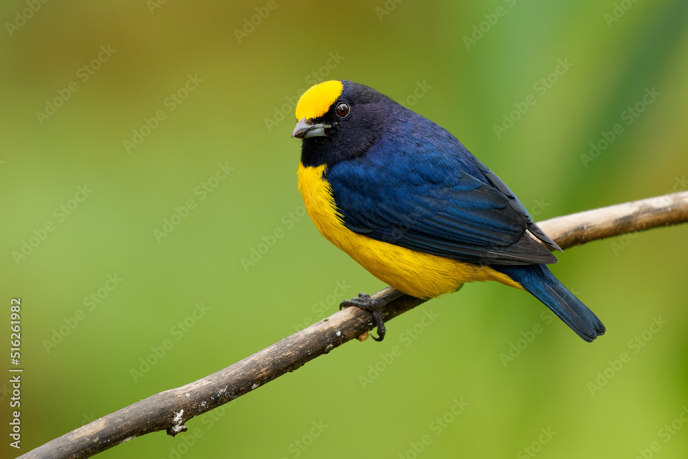 Orange-bellied Euphonia - Euphonia xanthogaster black and yellow bird in finch family Fringillidae, found in South America, subtropical or tropical moist lowland forest and moist montane forest
