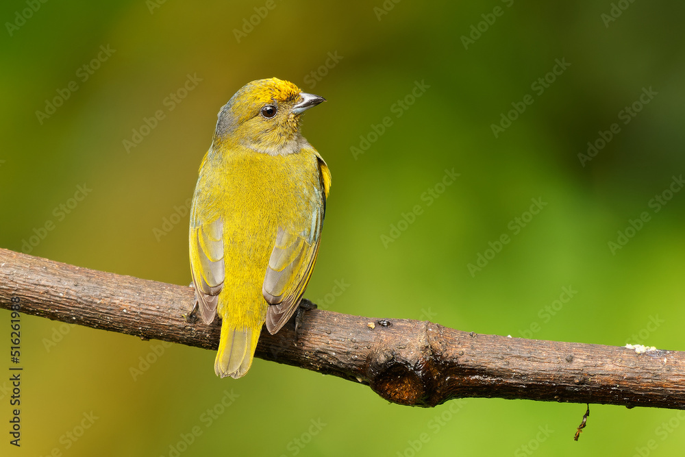 Obraz premium Orange-bellied Euphonia - Euphonia xanthogaster black and yellow bird in finch family Fringillidae, found in South America, subtropical or tropical moist lowland forest and moist montane forest