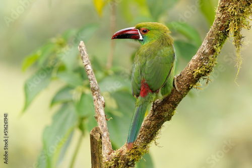 Crimson-rumped Toucanet - Aulacorhynchus haematopygus  bird in Ramphastidae found in humid Andean forests in Ecuador, Colombia and Venezuela, green plumage, maroon-red rump photo