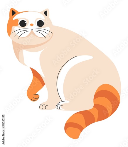 Munchkin cat portrait of feline animal, vector