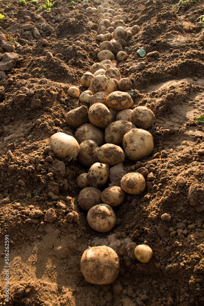 Organic potato harvest in the fields. Organic potato harvest in the fields.