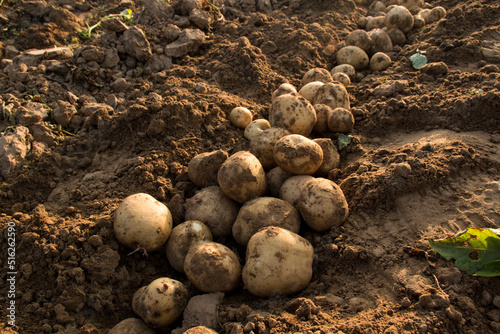 Organic potato harvest in the fields.