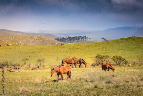 Horses in Rio Grande do Sul pampa, Southern Brazil countryside © Aide