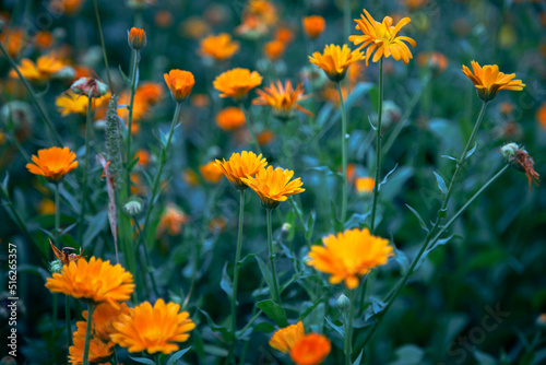 Natural background with bright orange flowers among the foliage. © puhimec