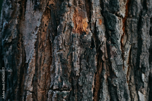 Bark Background for Edit and Design, Close Up of Bark, Sunlight on Tree, Background or Backdrop.