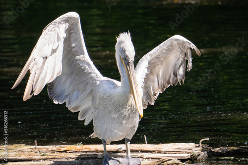 Close-up of a large white pelican flapping its wings on a log on a lake. Wild animals in their natural habitat.