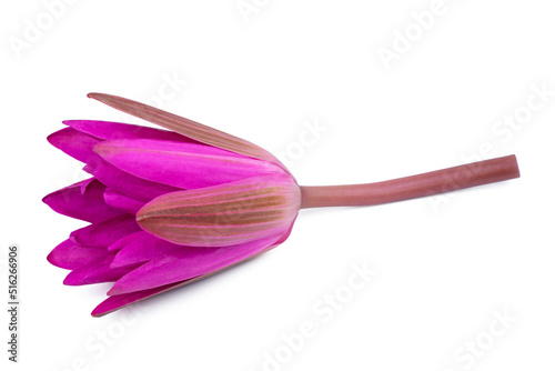 Lotus flower isolated on white background,clipping path.