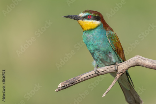 European Bee-eater (Merops apiaster) perched on branch. © bios48