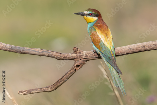 European Bee-eater (Merops apiaster) perched on branch.