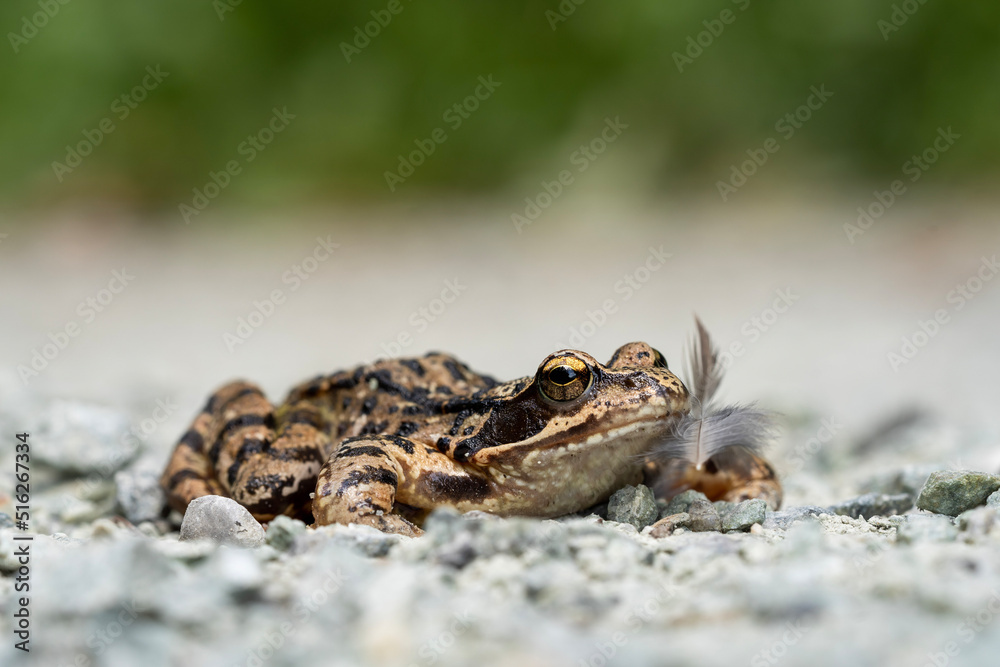 Obraz premium frog on the ground