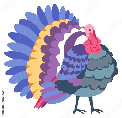 Turkey farm animal, avian bird with color plumage
