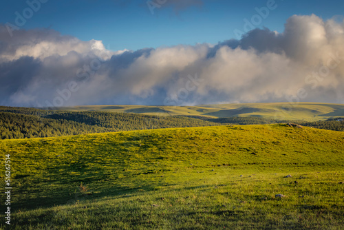 Cows grazing in Rio Grande do Sul pampa, Southern Brazil countryside