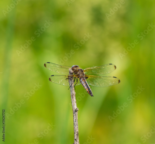 dragonfly insect on green leaf
