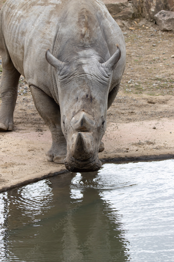 Fototapeta premium white rhino in zoo