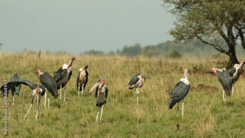 Panorama. A flock of African marabou birds stands in a meadow during a heat wave in the wild nature of the Ngorungoro National Park in Tanzania, Africa. Panorama. A flock of African marabou birds stands in a meadow during a heat wave in the wild nature of the Ngorungoro National Park in Tanzania, Africa.