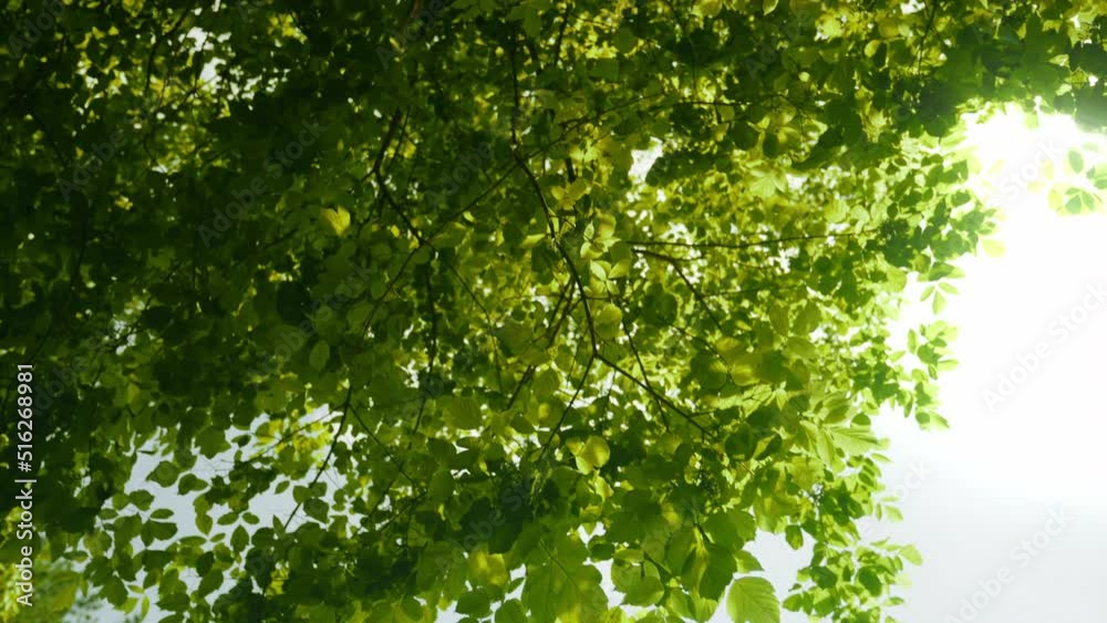 Lush Green Foliage of Trees in the Forest. Sun Breaks Through Tree Branches