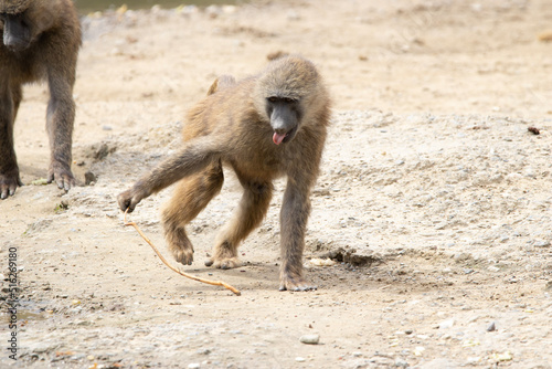 baboon sitting on the ground