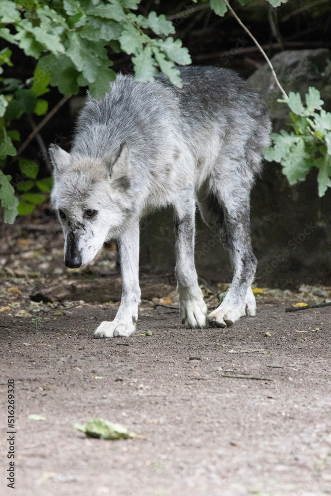 Obraz premium gray wolf lupus