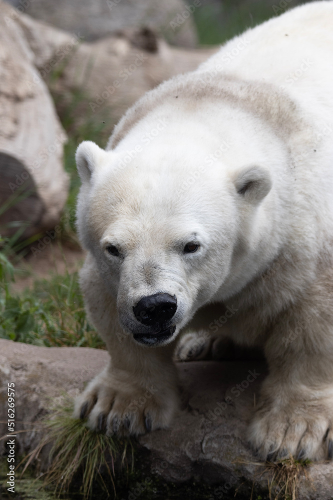 polar bear cub polar bear cub