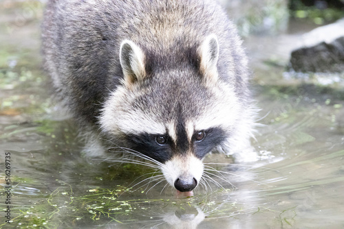 raccoon in the water