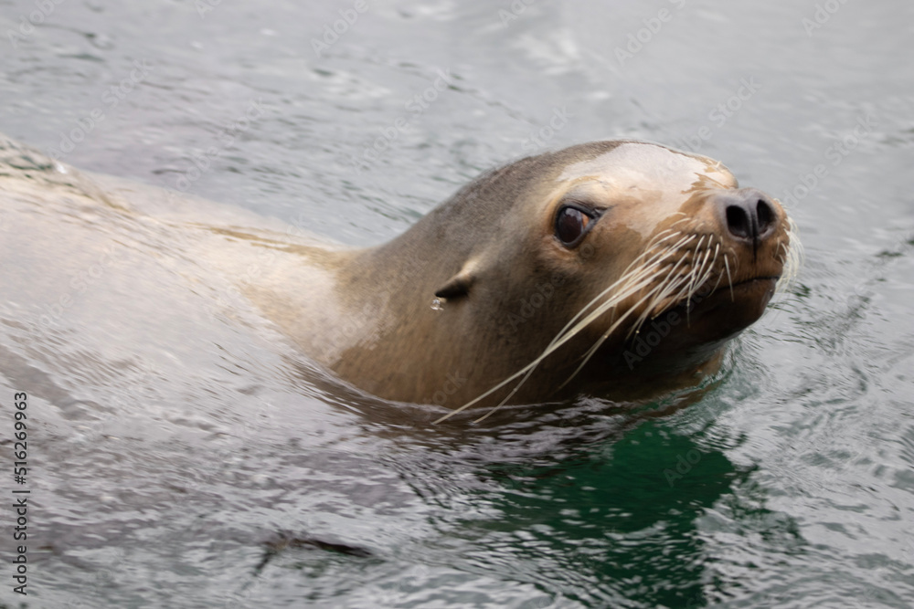Fototapeta premium state sea lion
