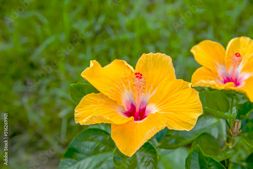 hibiscus pollen