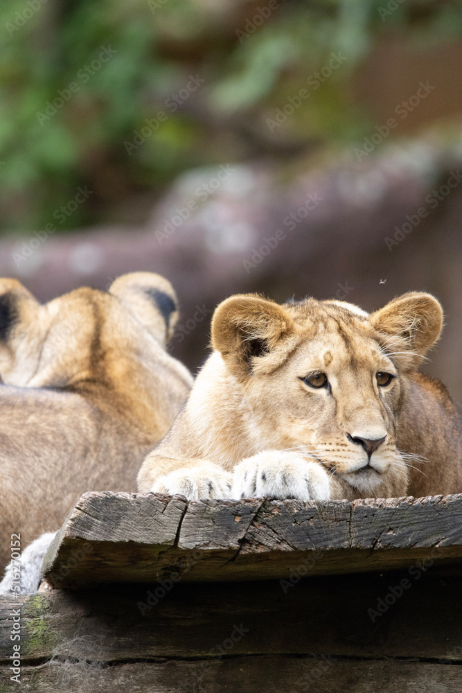 Obraz premium lion and lioness