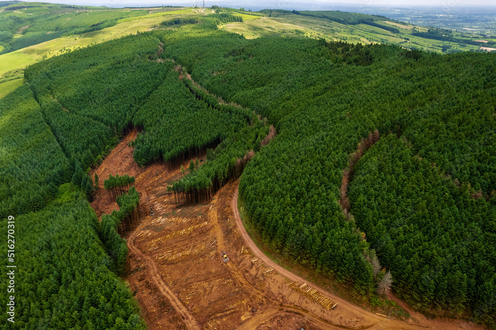 Area in a green forest with freshly cut trees and piles of logs by a small road. County Tipperary Ireland. Forestry industry. Supply of material and fuel. Ecology problem. Aerial view. Area in a green forest with freshly cut trees and piles of logs by a small road. County Tipperary Ireland. Forestry industry. Supply of material and fuel. Ecology problem. Aerial view.
