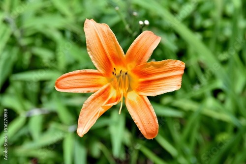orange lily in the garden.
