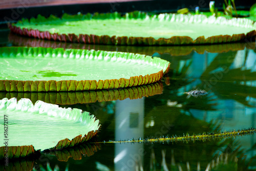 Amazon Waterlily in Adelaide Botanic Garden