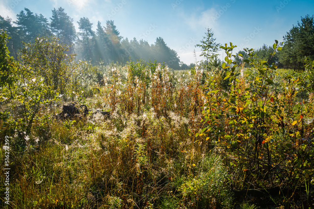 Naklejka premium Foggy morning forest