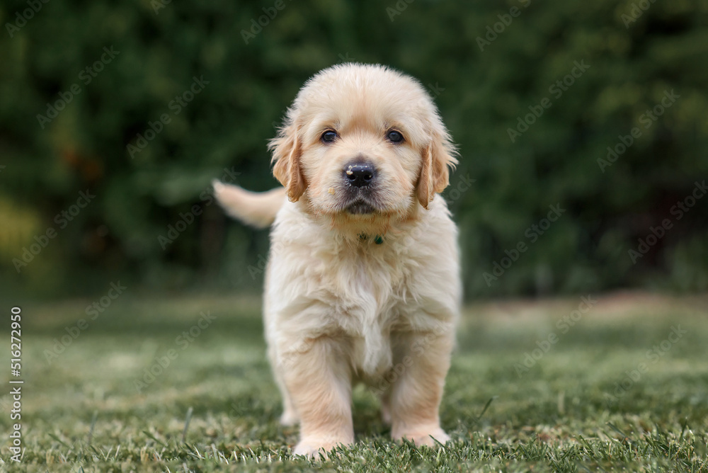 puppy dog golden retriever labrador. small cute puppy and good friend. Dog training. Be my friend. Puppy in a garden on sunset with flower