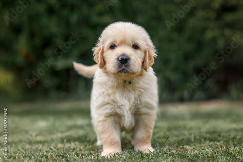 puppy dog golden retriever labrador. small cute puppy and good friend. Dog training. Be my friend. Puppy in a garden on sunset with flower