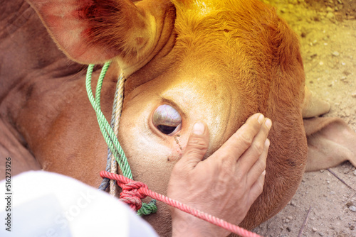 closeup of sacrificial animal, cow's eye during slaughter. Eid al-Adha celebration