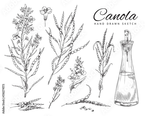 Flowering canola, canola seed pod, set of vector, sketch monochrome illustrations on white background